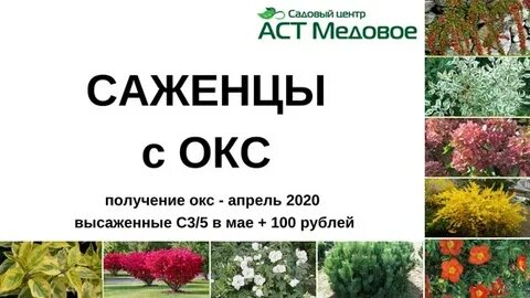 Медовое питомник растений