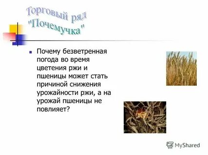 Трава в безветренную погоду