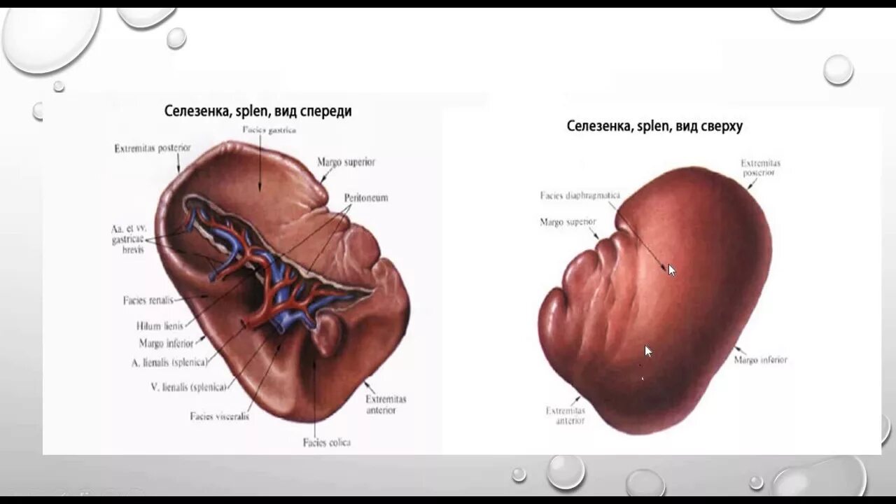 Поверхности селезенки анатомия. Диафрагмальная поверхность селезенки анатомия. Селезенка внешнее строение рисунок. Анатомический атлас селезенка. Селезенка периферический