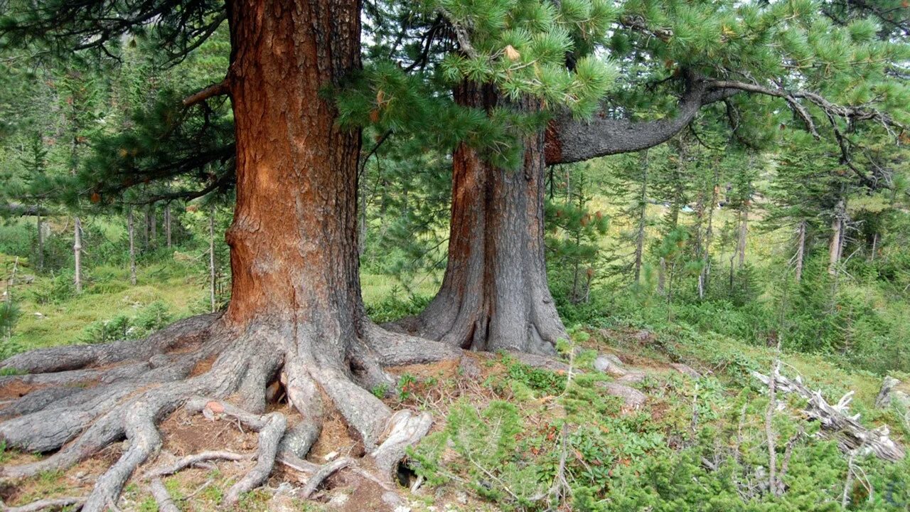 Хвойная родина. Алтайский кедр дерево. Кедр Сибирский Pinus sibirica. Вековая сосна Белокуриха. Реликтовый кедр Алтай.