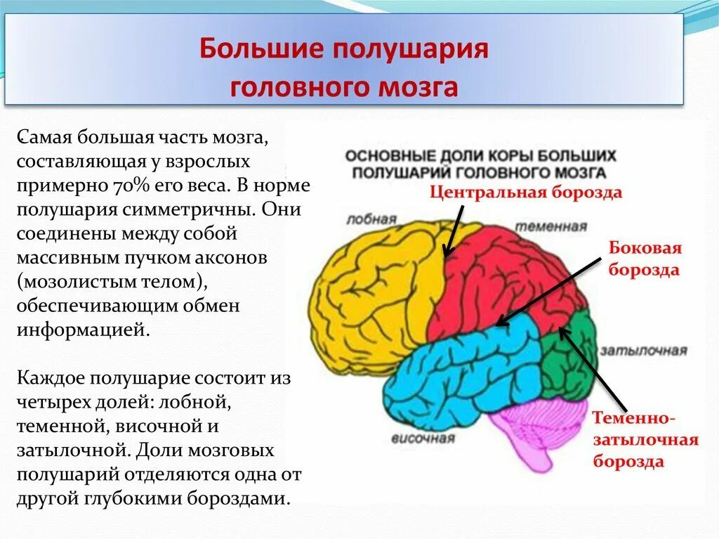 Доли полушария головного мозга. Доли коры больших полушарий. Доли полушарий большого мозга. В каждом полушарии долей