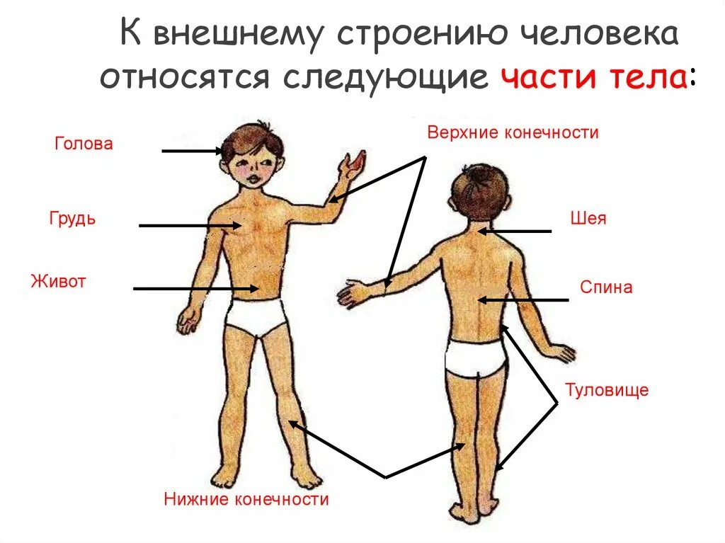 Какие части тела у человека