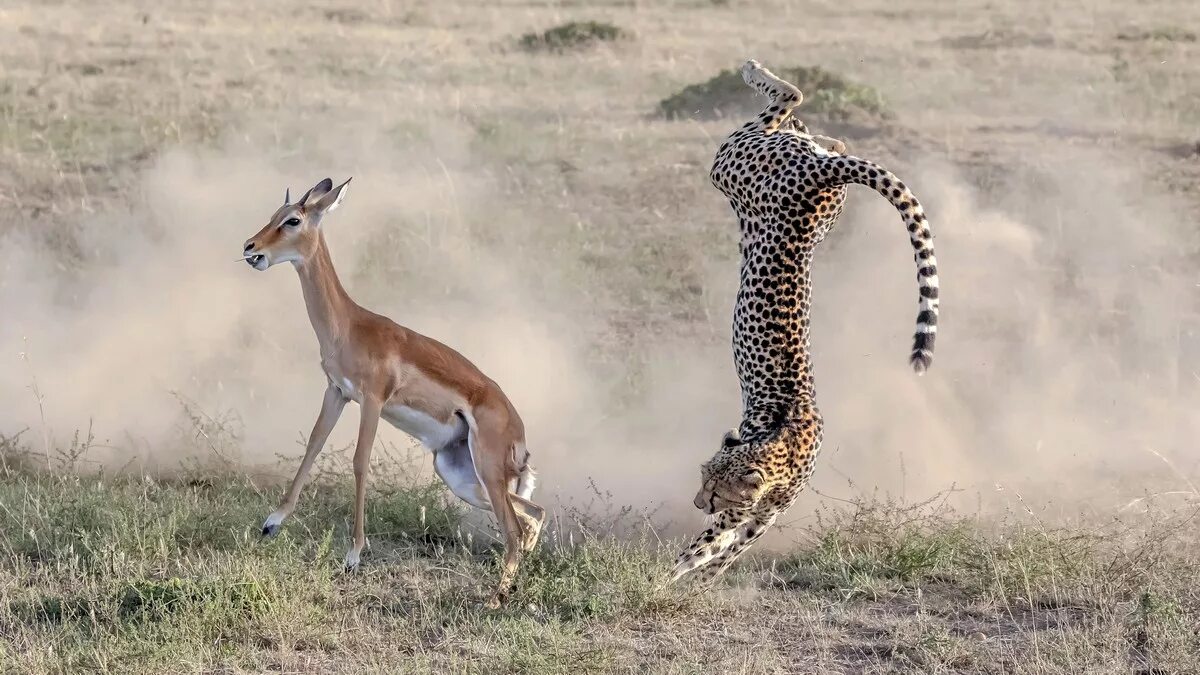 Chase animals. Импала антилопа в беге. Животное бежит. Импала животное. Леопард и антилопа.