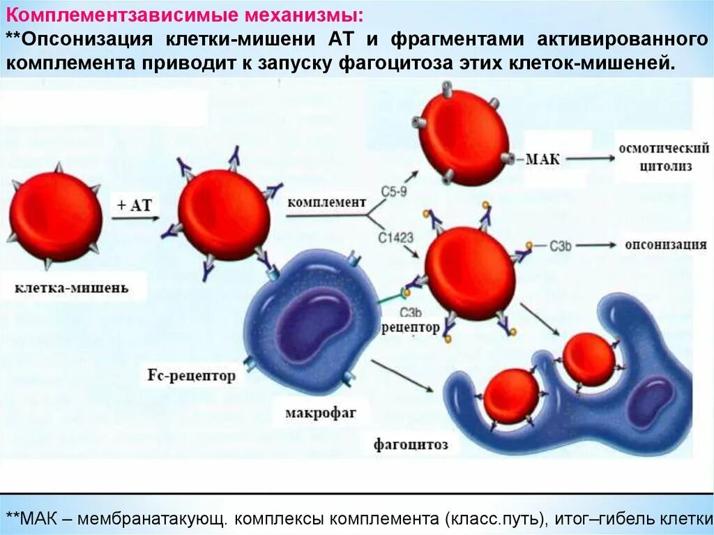 Клеточный тип аллергических реакций