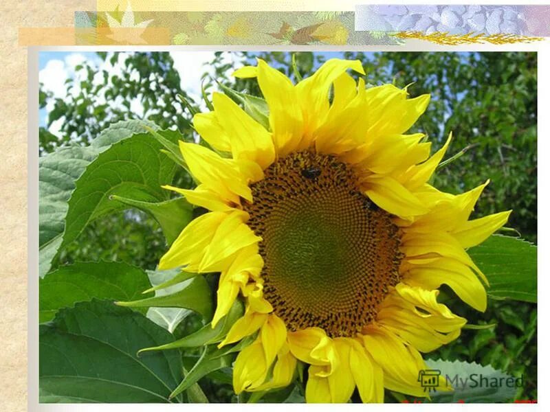 подсолнухи бамбино декоративные. подсолнушек детский сад тамбов. подсолнуховое поле алексеевка белгородская область. магазин подсолнух краснодар. торковичи подсолнухи.