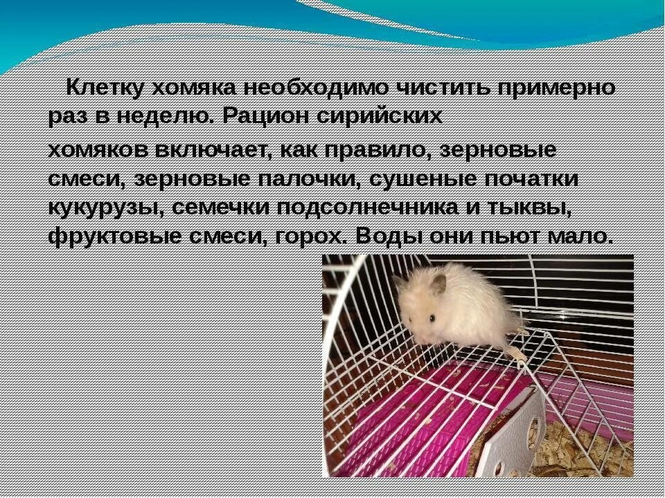 Надо хомячки. Как ухаживать за хомяком. Правила ухода за хомяком. Правила ухода за хомячком. Как ушаживать за хомичка.