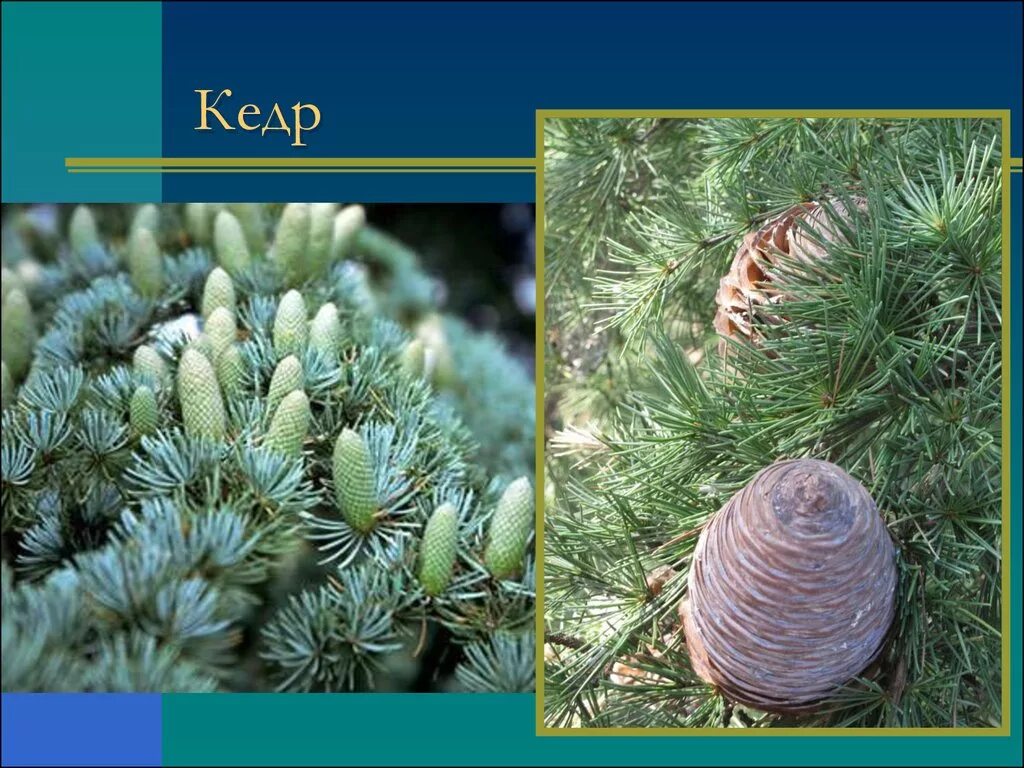 сосна ель кедр хвойные растения. мегастробилы сосны. голосеменные произрастают. сосна пиния орех. отдел голосеменные сосна и ель.