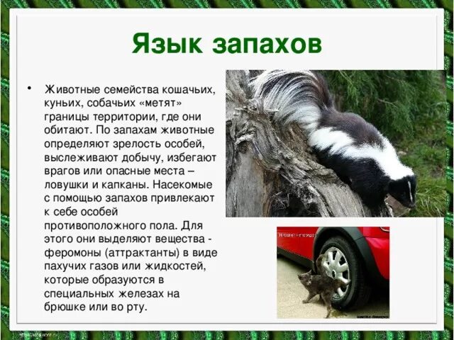 Привести примеры как животные общаются между собой Как между собой общаются животные: Язык животных. Как общаются животные и о чем