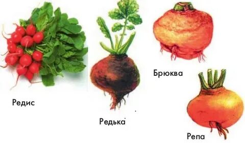 Корнеплод семейства крестоцветные
