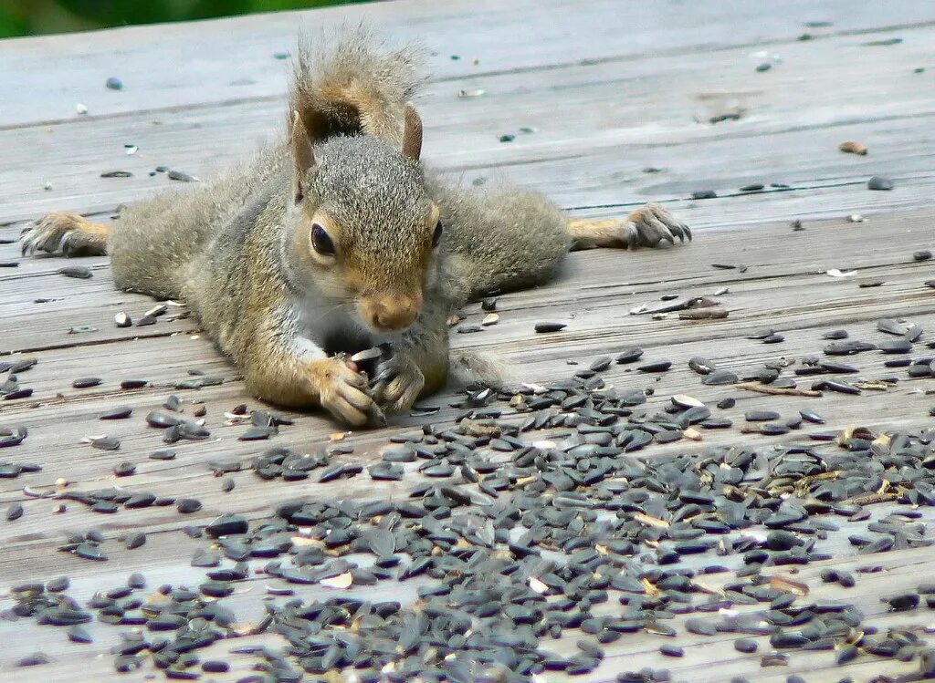 Виргинский опоссум. Классные животные. Смешные фото животных с надписями. Если угадаешь животное то. Опоссум альбинос.