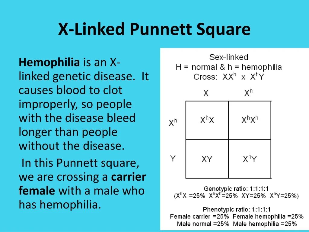 Linked squares. Punnett square. punnet square blood type. link x. punnet squares for struggling students.