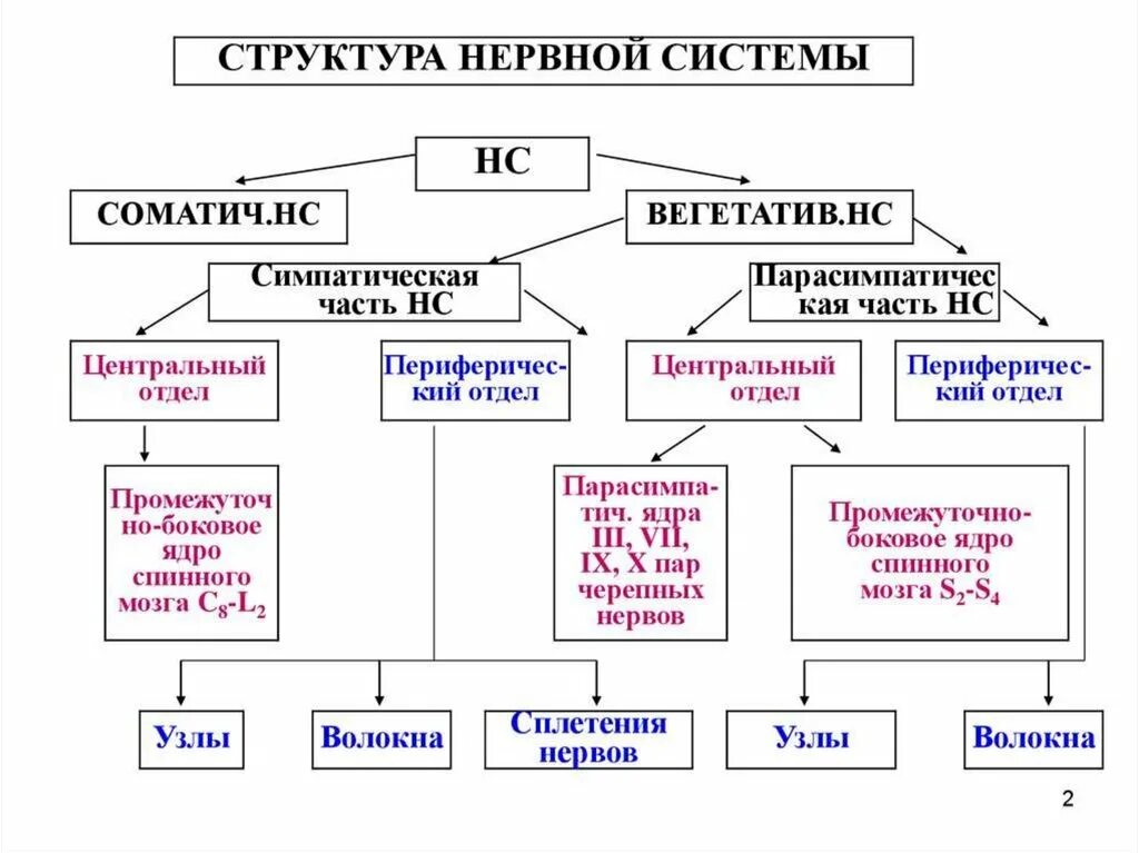 Виды цнс