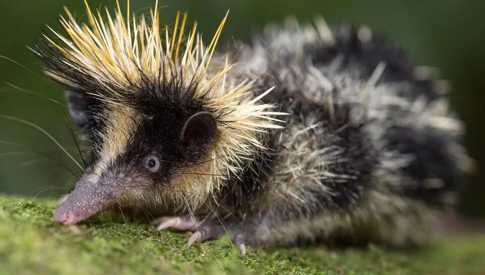 Мадагаскарский танрек. Мадагаскарский тенрек. Ежëвый ежовый. Насекомоядные ушастый ёж. Степной ушастый еж.