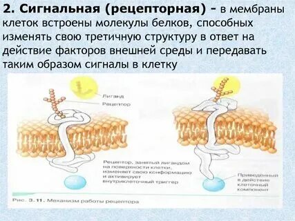 Какую функцию выполняют белки в мембране клетки