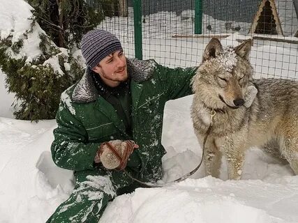 Самарский волк