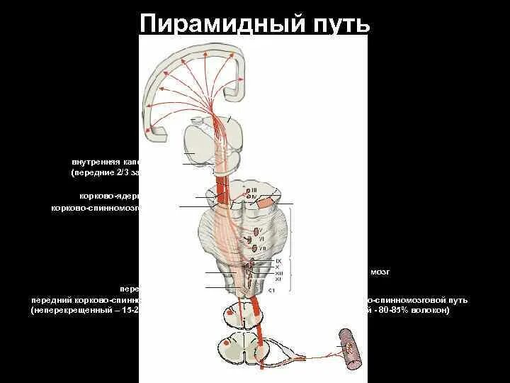 Путь произвольных движений. Путь произвольных движений
