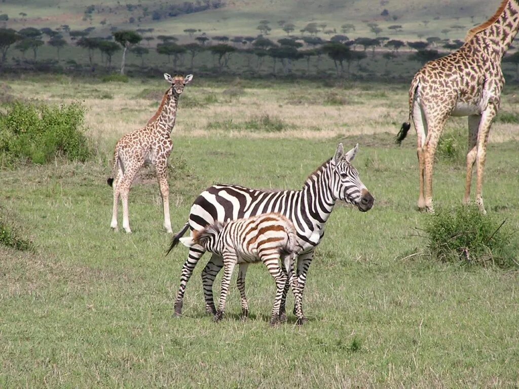 леопард тяжелее верблюда жираф тяжелее леопарда. африка саванна гепард. картинки животных для детей. животные жарких стран задания. гепард в саванне.