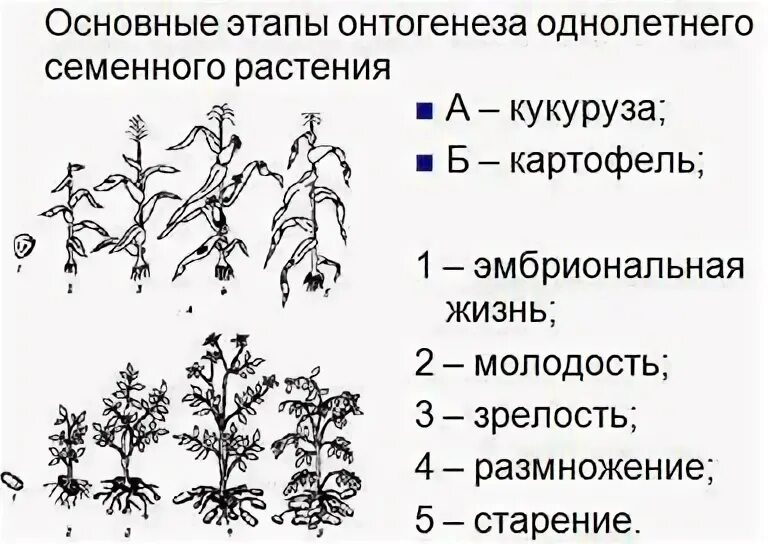 Онтогенез по в м маркову