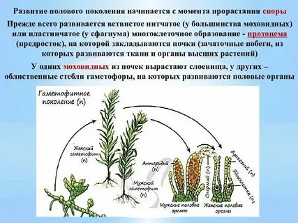 5 половое поколение мха это