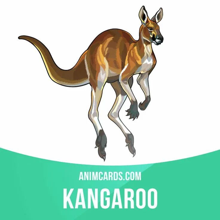 A kangaroo can jump перевод. Блокнот с кенгуру. Транспорт с эмблемой кенгуру. Kangaroo can Jump. Сыворотка с кенгуру.