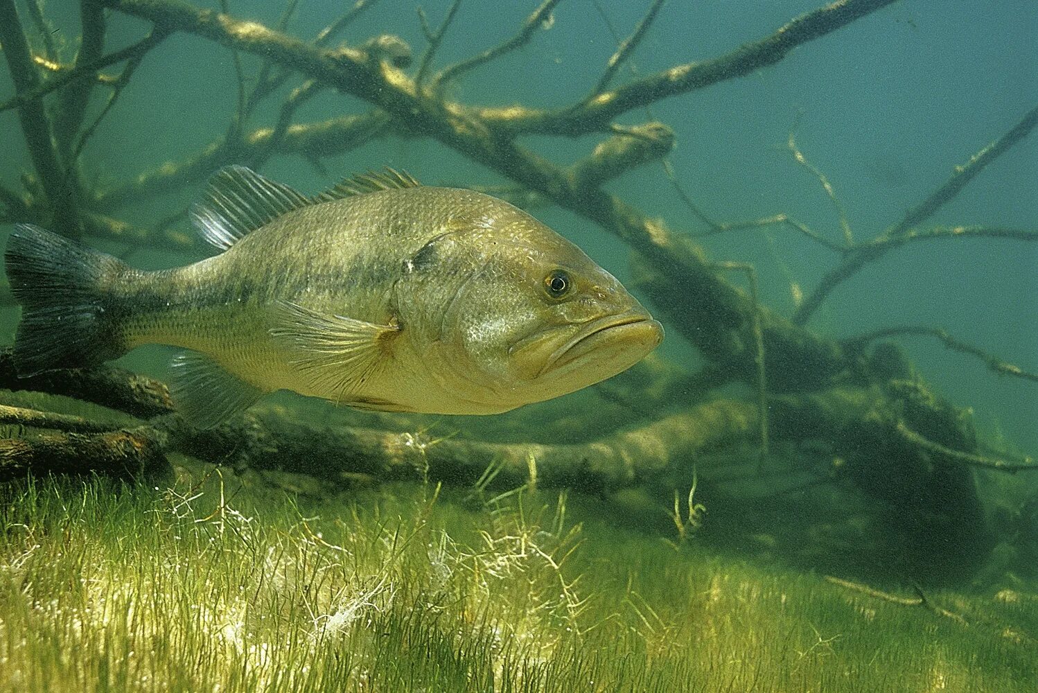 Largemouth Bass рыба. Большеротый окунь. Большеротый окунь ареал. Американский окунь басс.