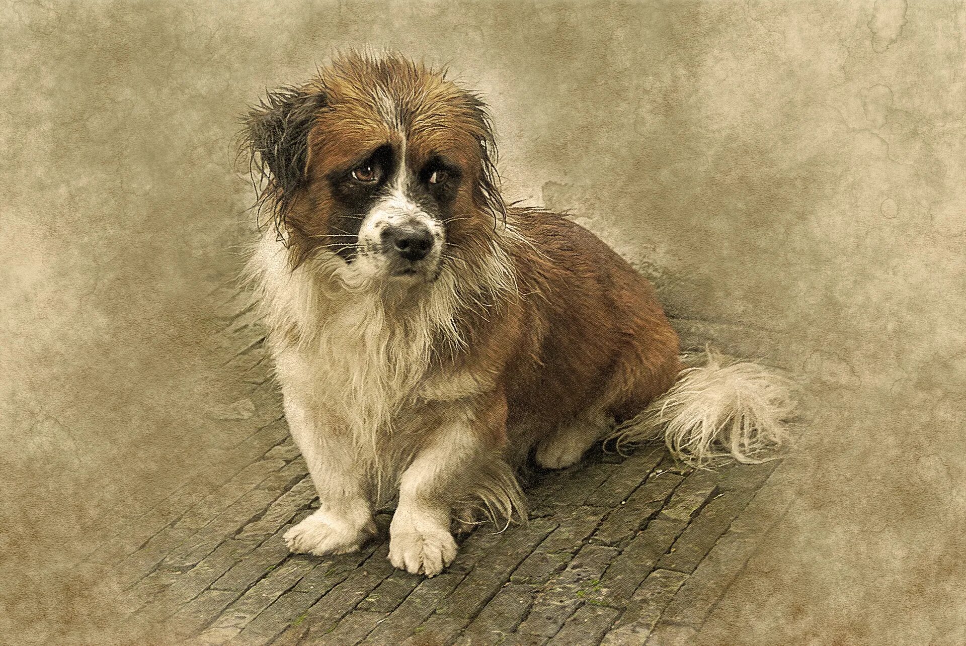 грустная история собак