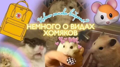 Хочу завести хомяка