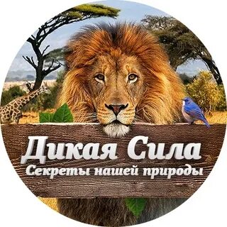 Сила дикий