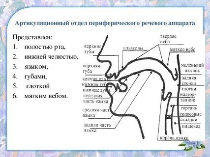 Периферические и центральные системы речи