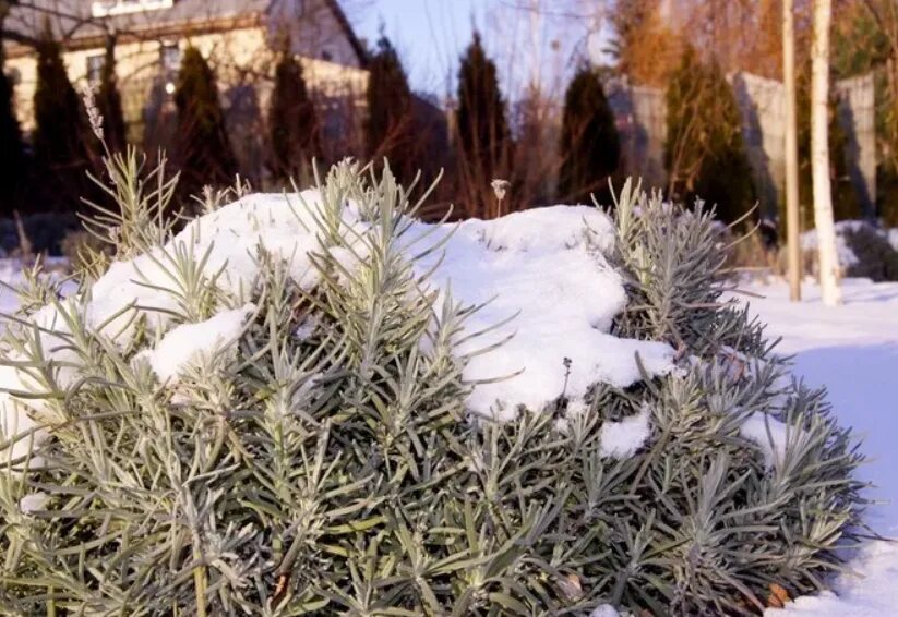 Розмарин Лаванда зимний. Розмарин зимовка. Розмарин в средней полосе. Розмарин зимой в открытом грунте.