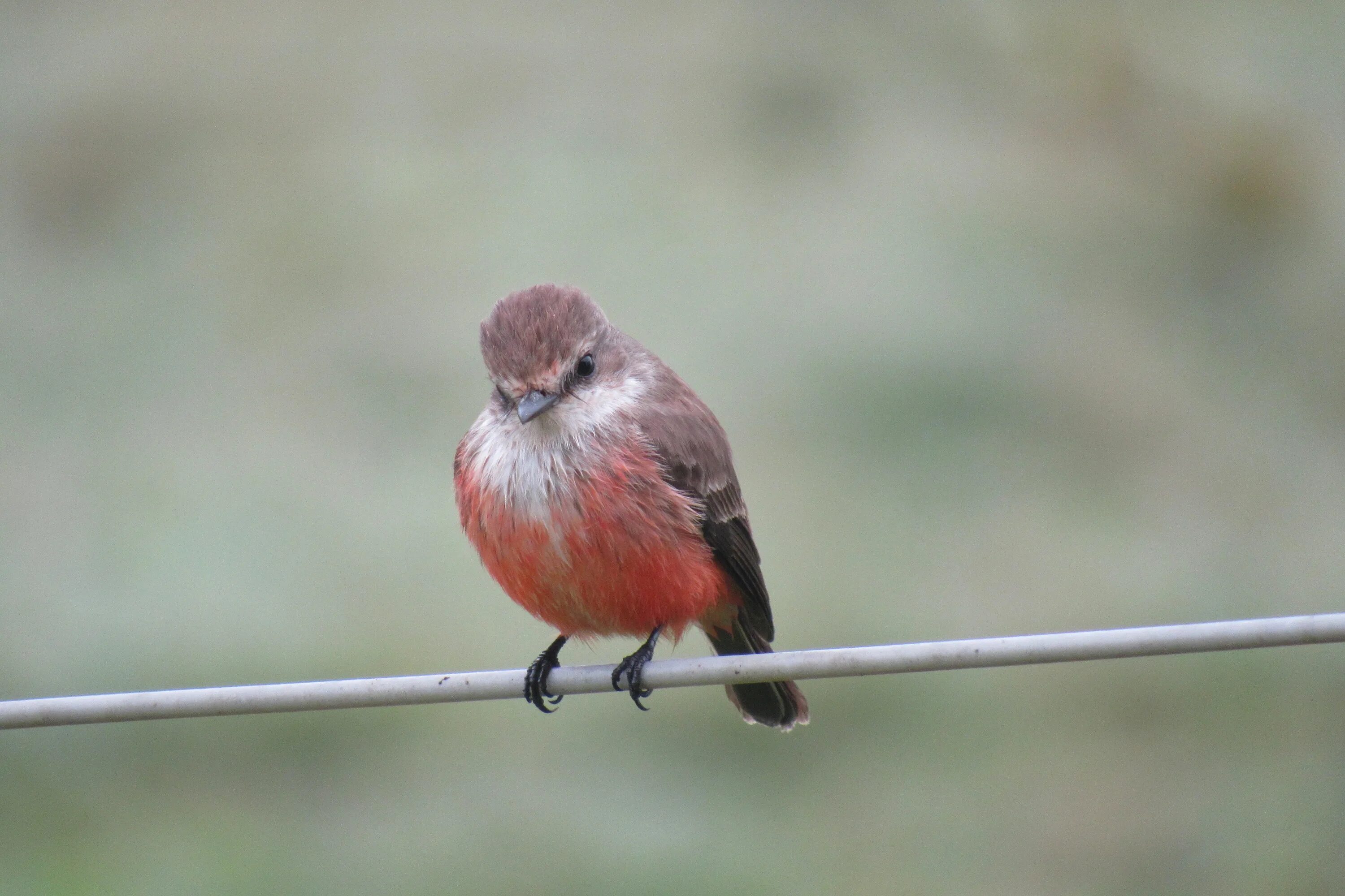 Маленький красный хвост. Красная мухоловка птица. Малиноаогоудая петроика. Урагус щегол.
