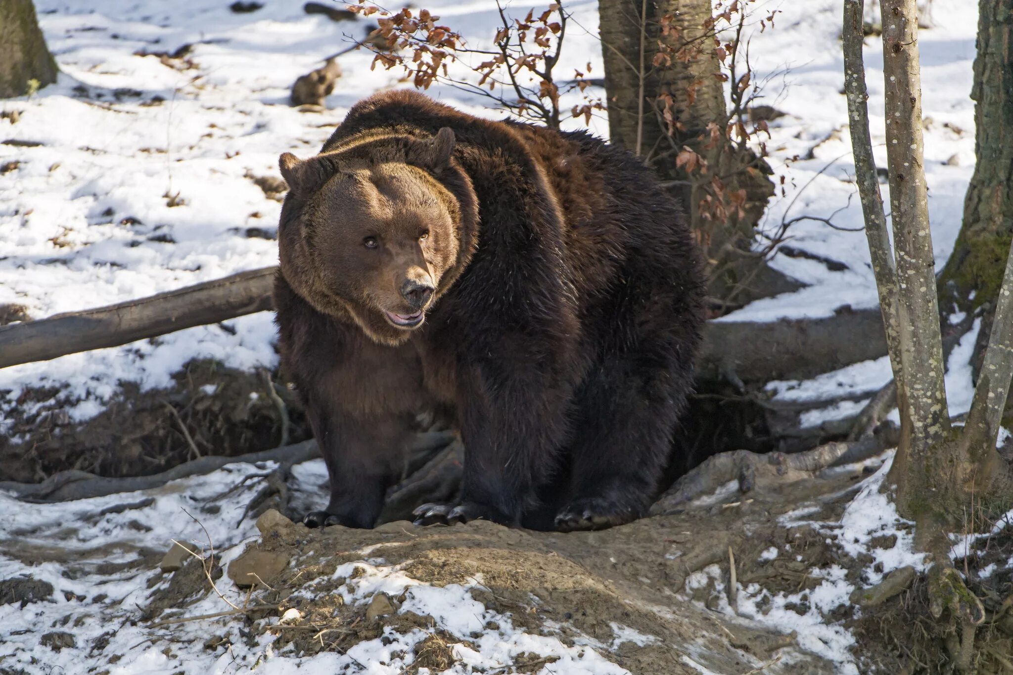 Медведь весной картинки. Бурый медведь в берлоге. Бурый медведь в спячке. Медведь зимой. Медведь готовится к зиме.