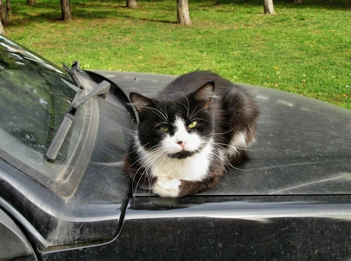 Кот едет. Коты в машине. кот в машинке. кошка сидит на капоте машины. кошка под машиной.