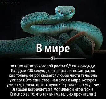 К чему снится гадюка женщине