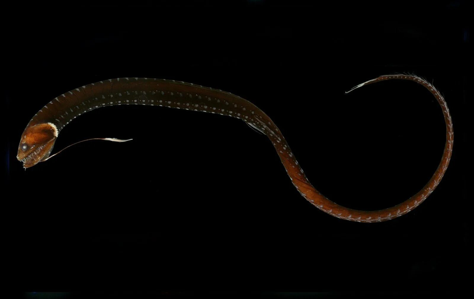 Хаулиод (рыба-гадюка). Морской дракон глубоководная рыба. Dragonfish. Атлантический идиакант. Dragonfish.