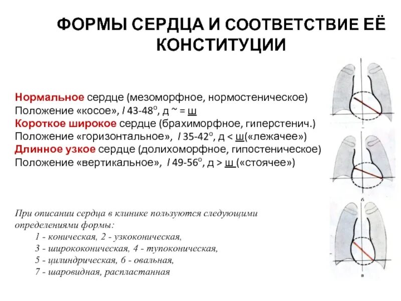 Вертикальное положение сердца у детей. Типы положения сердца. горизонтальное расположение сердца. форма и положение сердца.