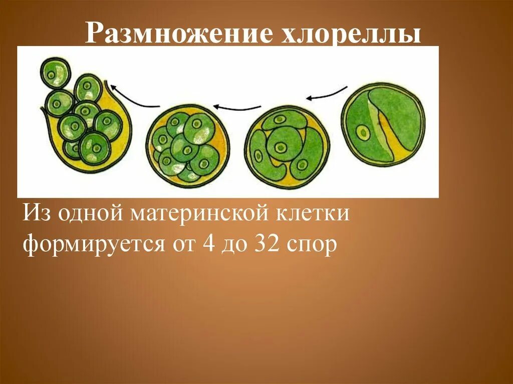 Цикл хлореллы. Одноклеточная водоросль хлорелла. бесполое размножение хлореллы. жизненный цикл хлореллы. размножение хлореллы схема.