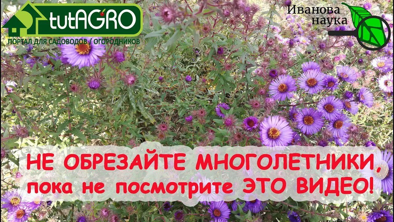 Какие многолетники обрезают осенью на зиму. Многолетние астры на зиму обрезают или срезают совсем. какие многолетники не нужно обрезать на зиму.