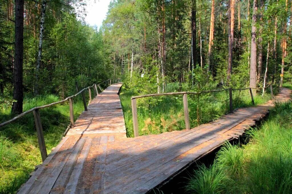 Мещерский парк Рязань. Мещёрский национальный парк. Мещерский парк экотропа. Мещёрский национальный парк Рязанской области.