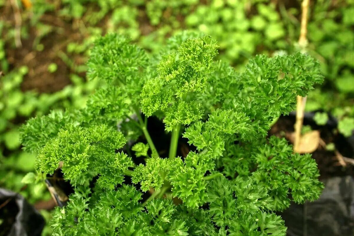 Петрушка огородная. Петрушка parsley. Петрушка акжелкен. Петрушка остролистный. Новас петрушка.