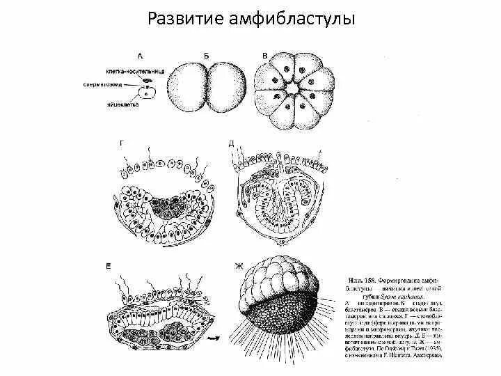 Пластинчатые клетки. Амфибластула амфибий. Личинка губки амфибластула. Царства животных Тип пластинчатые. Личинка амфибластула строение.