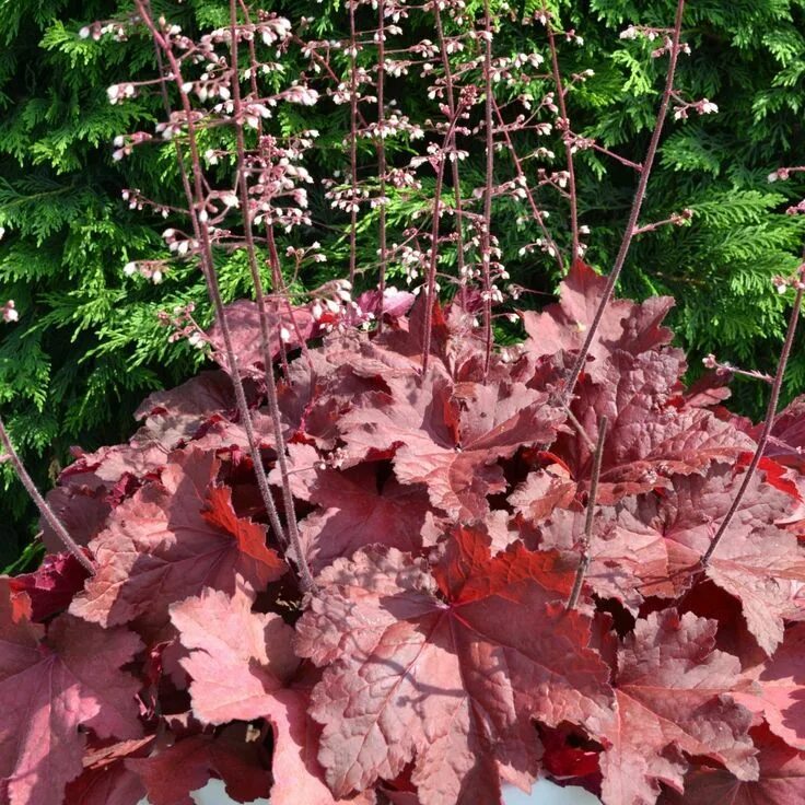 Heuchera 'Sweet Tart' Heuchera, Unusual plants, Sweet tarts