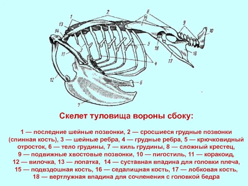 Строение скелета вороны. Скелет птицы ворон. Скелет туловища птицы. Скелет туловища птицы сбоку.