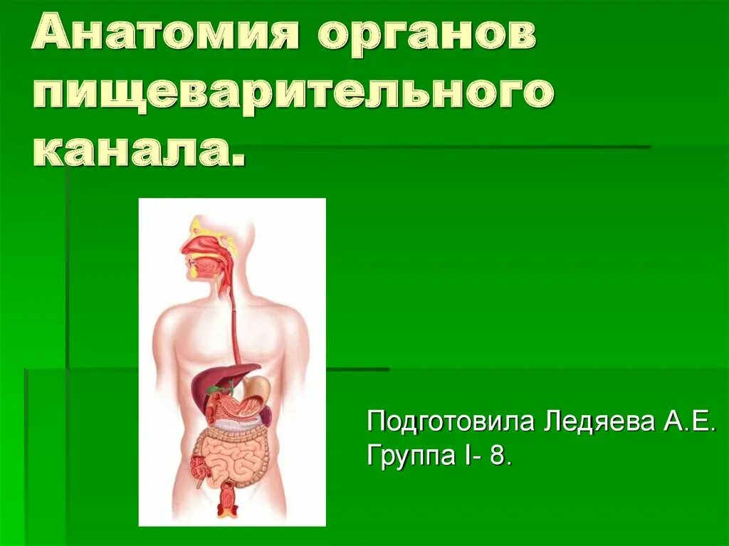 Органы пищеварения. Презентация анатомия пищеварительной. Анатомия человека органы пищеварения. Органы пищеварения канал.