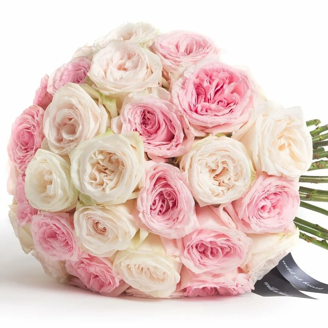 Rose premium. Пионовидные розы. Rose premium. Rose premium. Роза пионовидная нежно розовая.