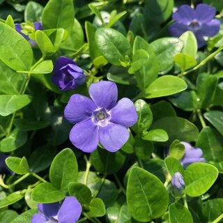 Vinca blue