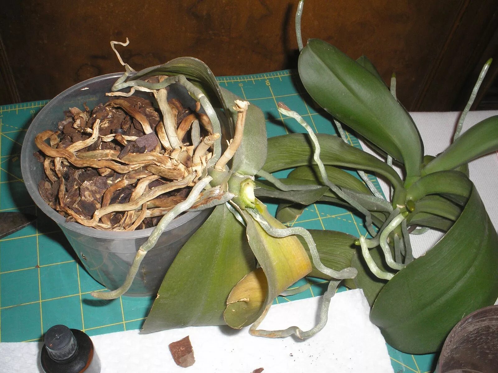 Орхидея фаленопсис размножение. Омолаживание орхидеи фаленопсис. Омолодить орхидею фаленопсис. Пересаживаем орхидею фаленопсис. Орхидея вылезла из горшка что делать