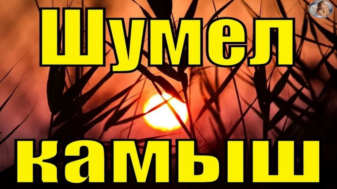 Юта - шумел камыш. Шумел камыш деревья гнулись. Шумел камыш где послушать. Дерево камыш. Шумел камыш деревья ноты.