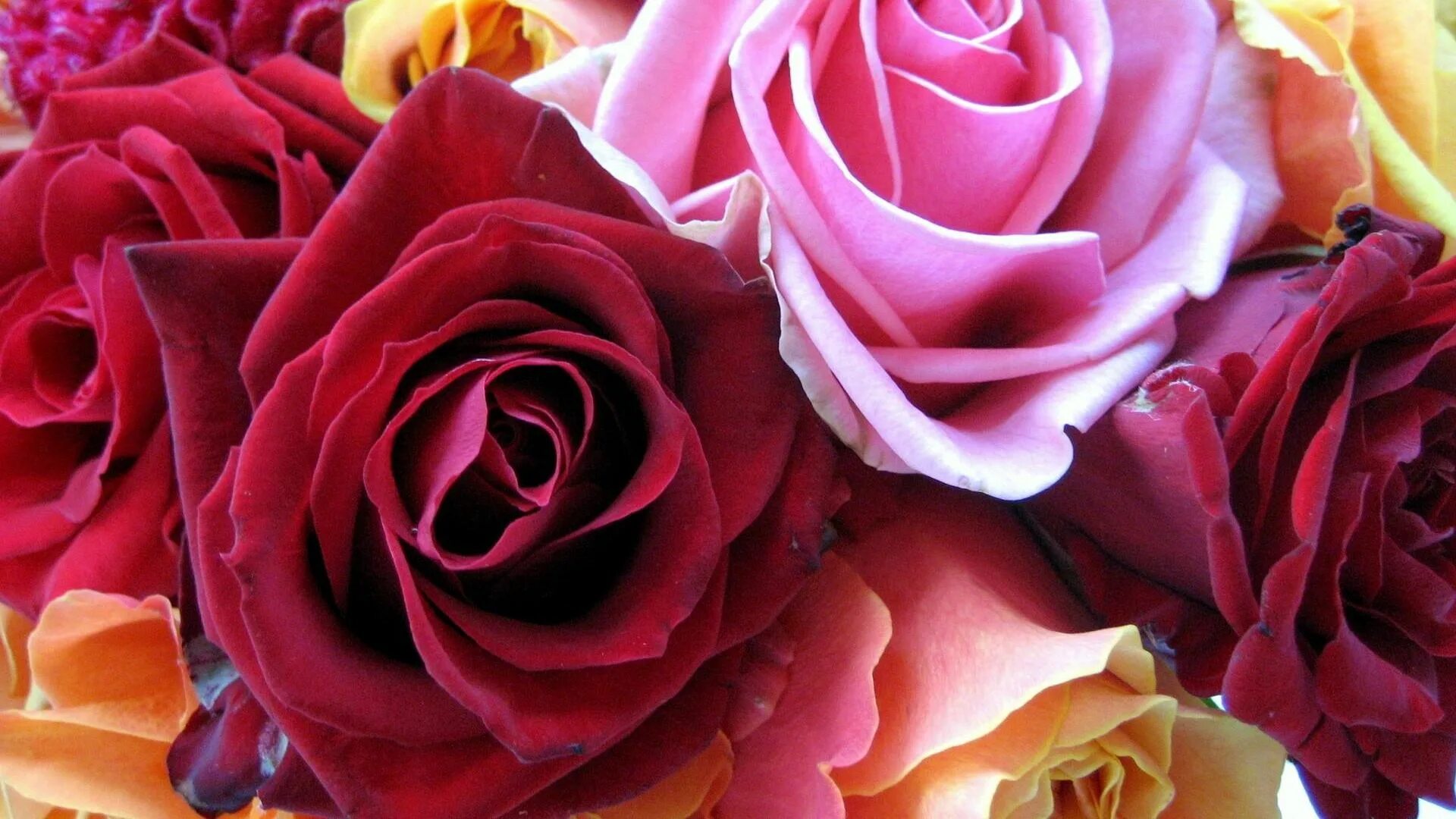 Download wallpaper 1680x1050 roses, flowers, buds, flower, close-up widescreen 1