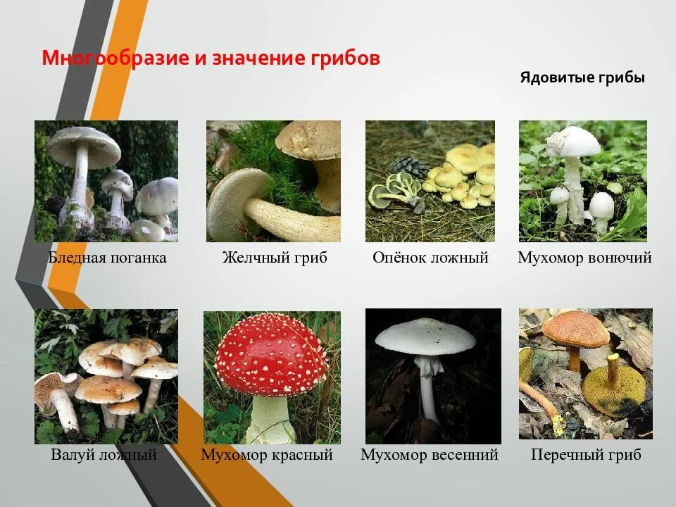 Грибы их значение в природе и жизни человека. Многообразие и значение грибов. Ядовитые грибы и их значение. Ложный мухомор.